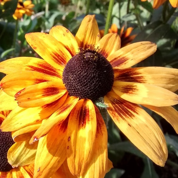 Meet your Posher, Jenny - Picture 1 of 1